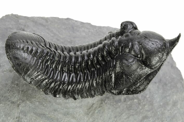 Flying Morocconites Trilobite Fossil - Ofaten, Morocco #227802